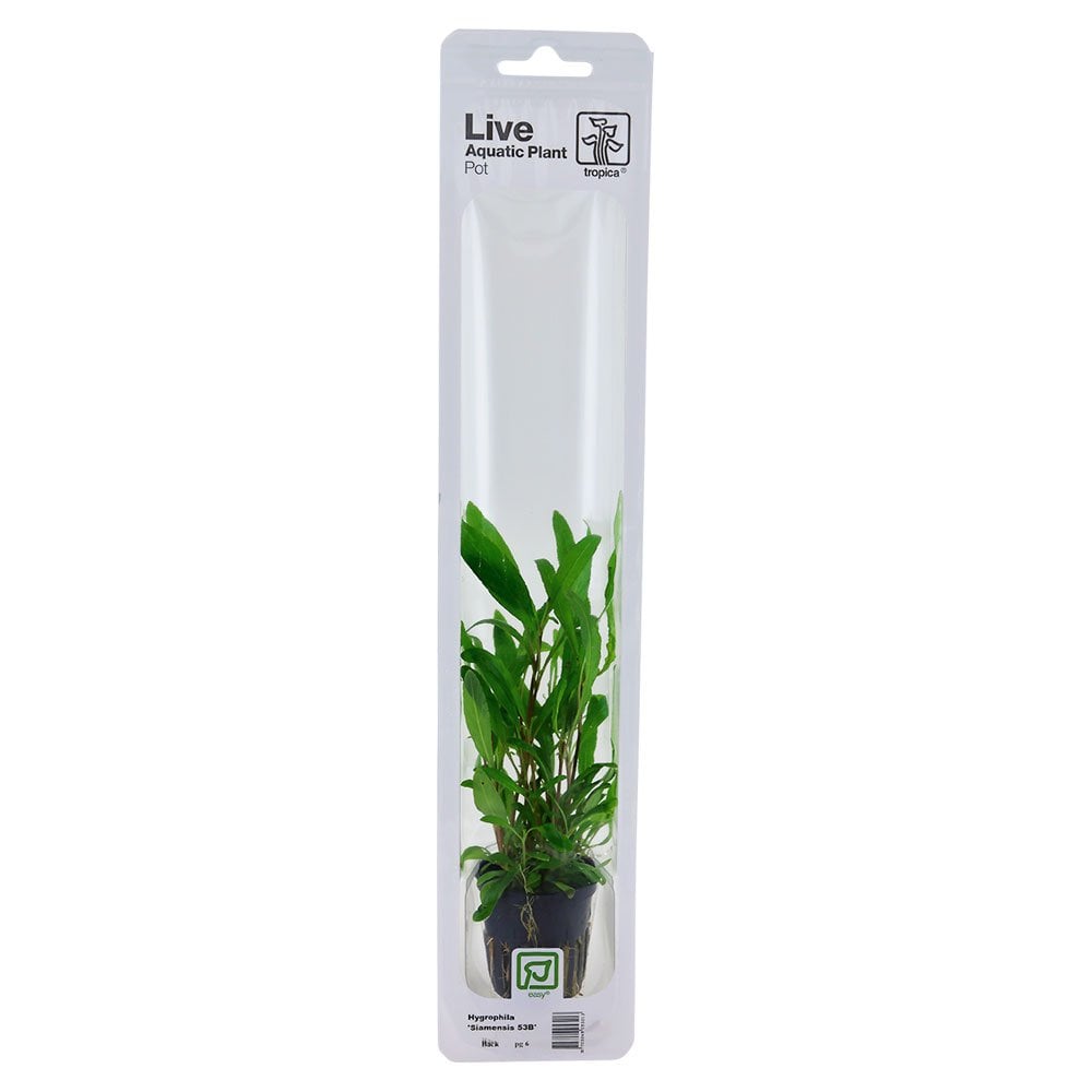Hygrophila Corymbosa Siamensis - Live Aquarium Plant