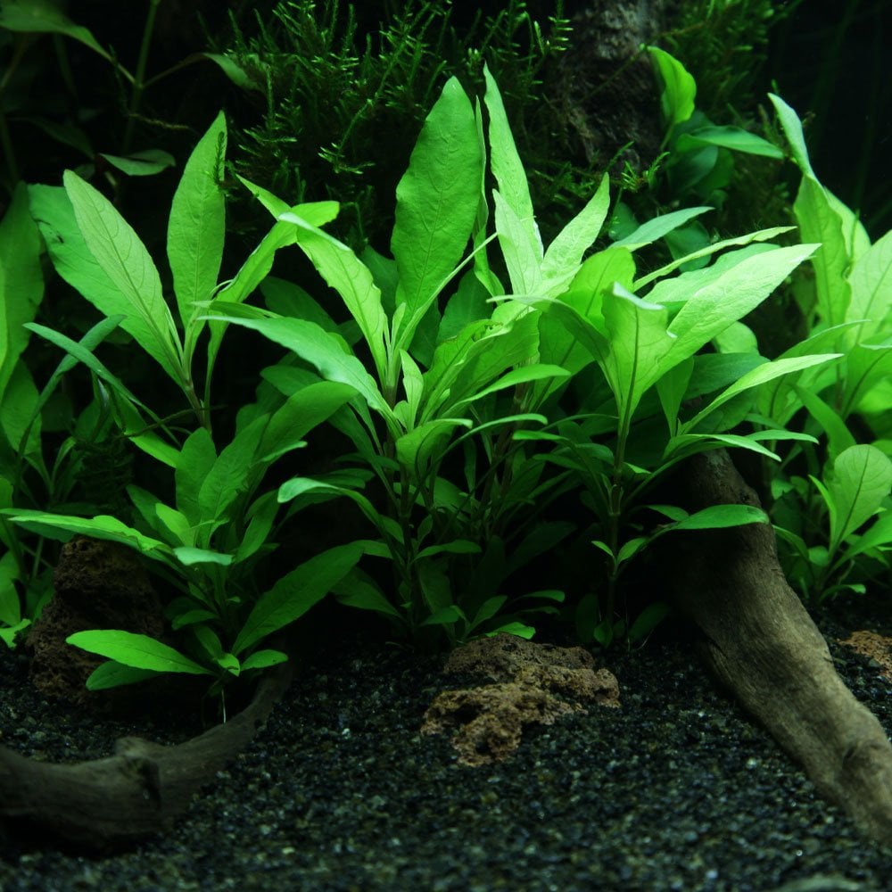 Hygrophila Corymbosa Siamensis - Live Aquarium Plant