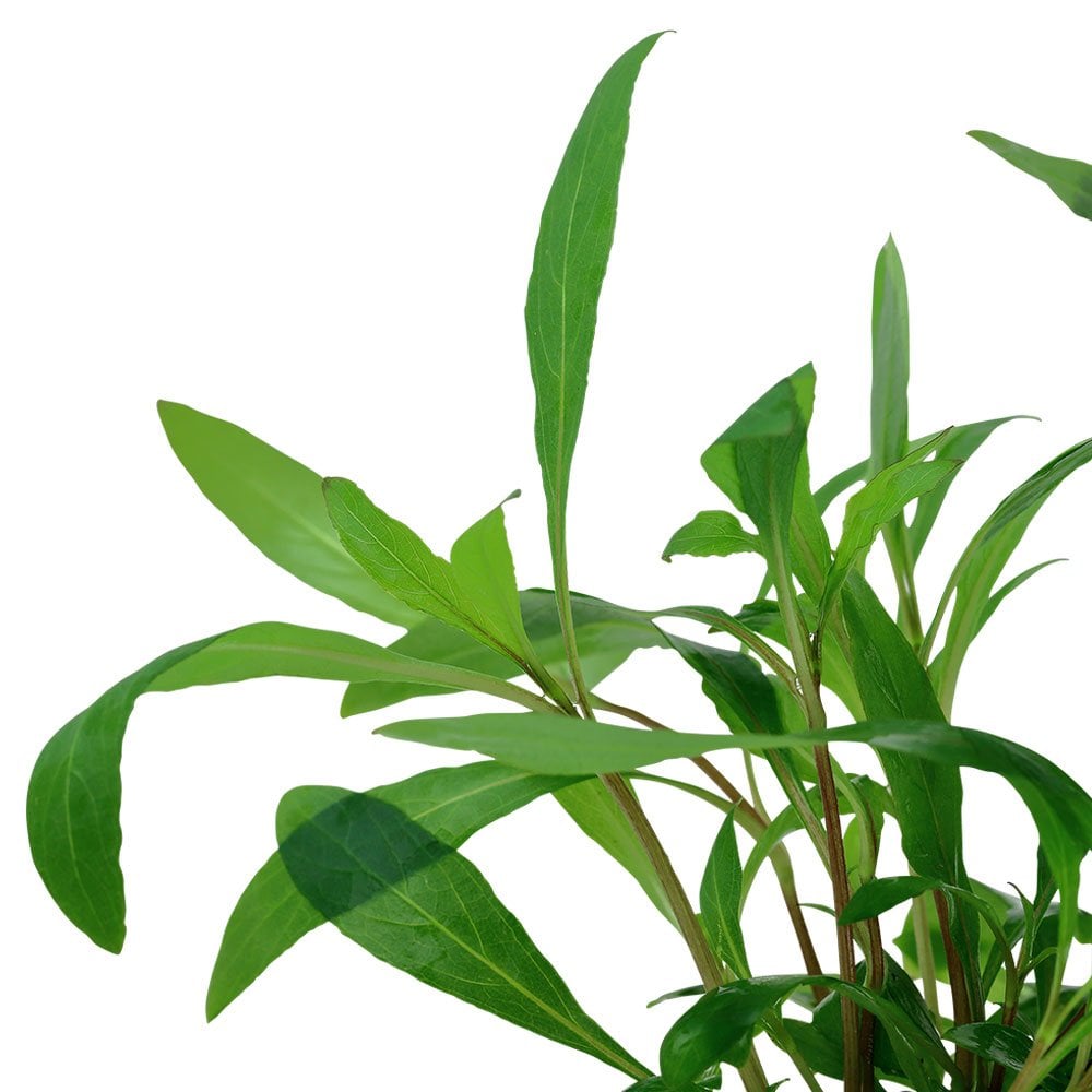 Hygrophila Corymbosa Siamensis - Live Aquarium Plant