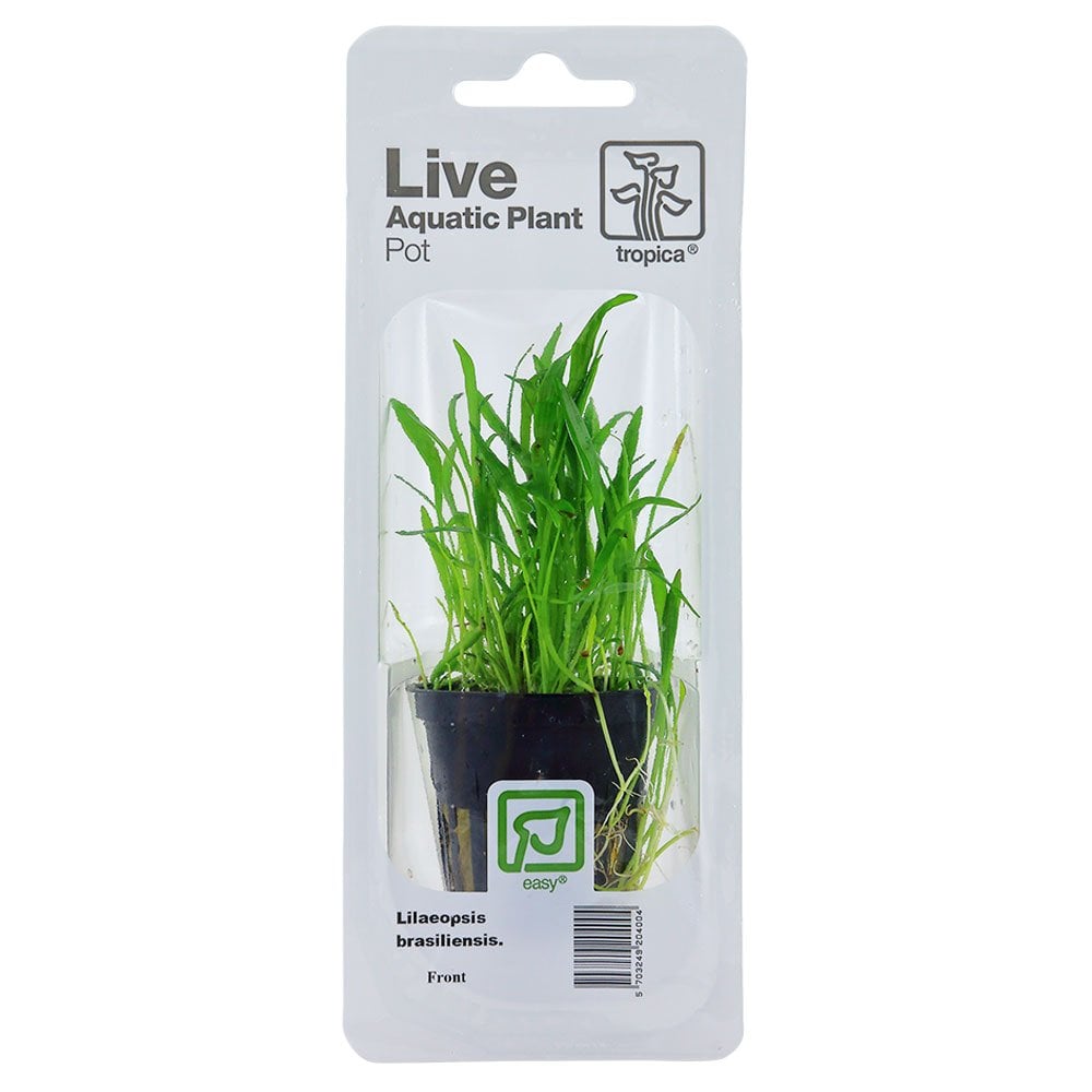 Lilaeopsis Brasiliensis - Live Aquarium Plant