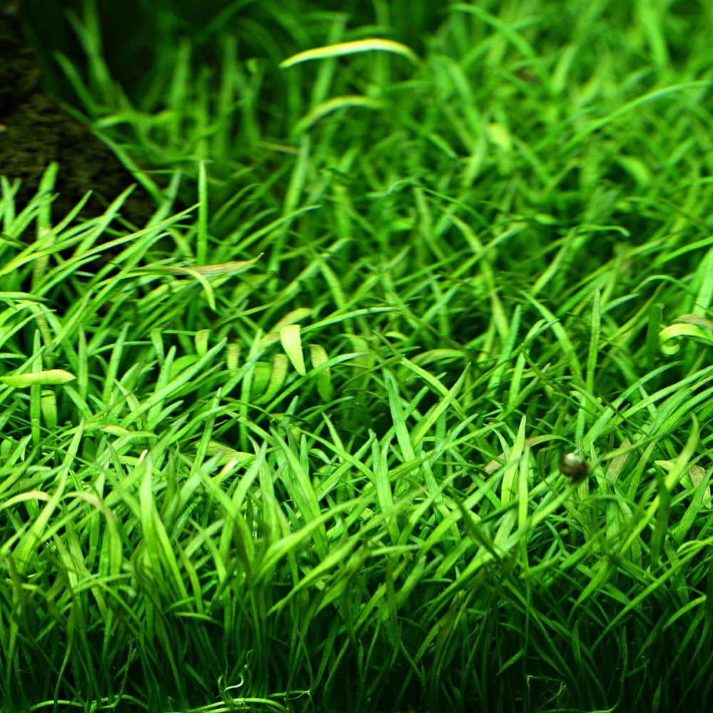 Lilaeopsis Brasiliensis - Live Aquarium Plant