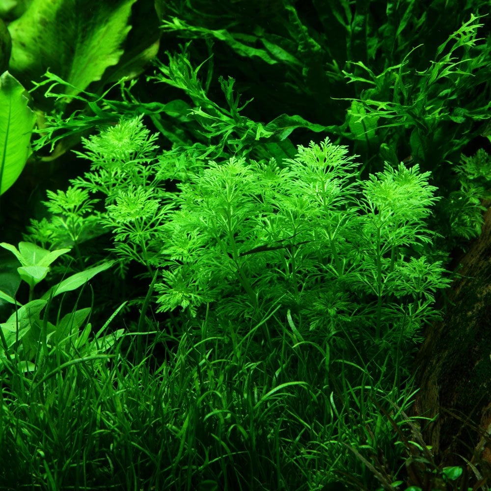 Limnophila Sessiliflora - Live Aquarium Plant