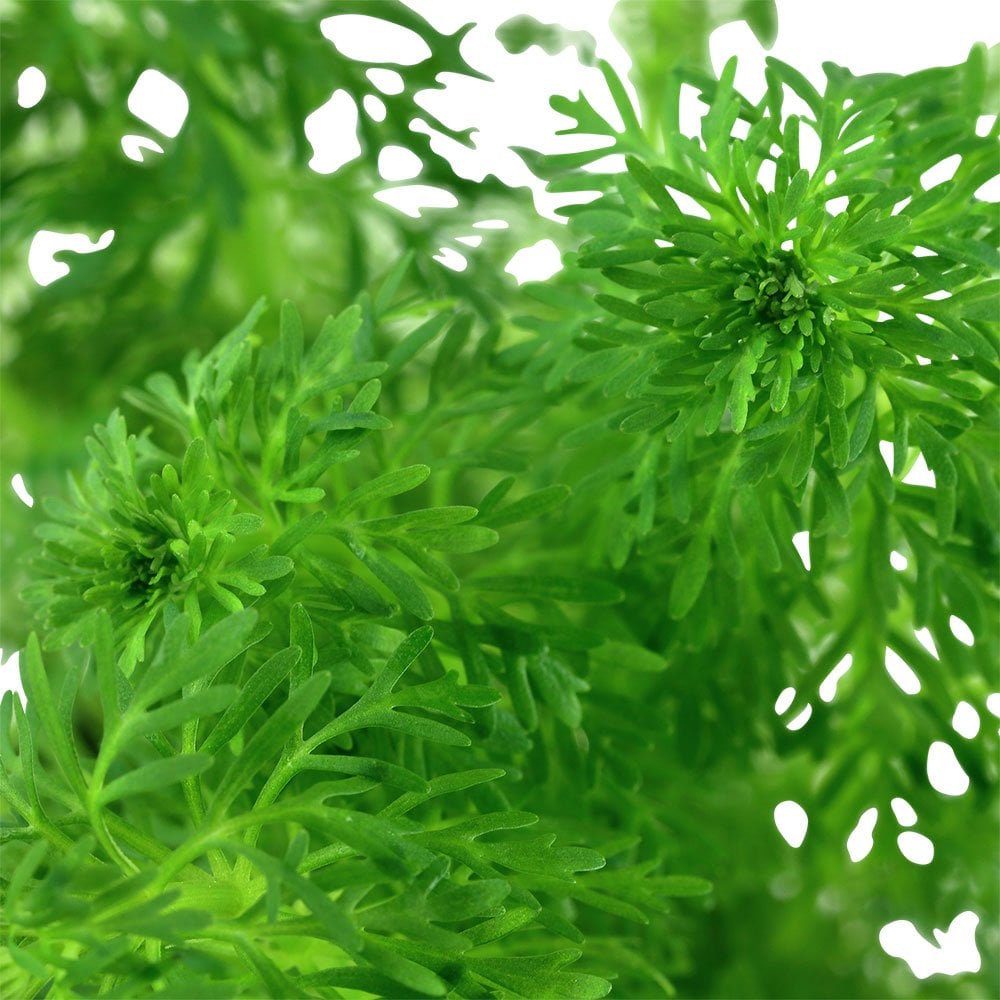 Limnophila Sessiliflora - Live Aquarium Plant