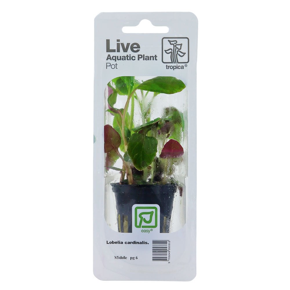 Lobelia Cardinalis - Live Aquarium Plant