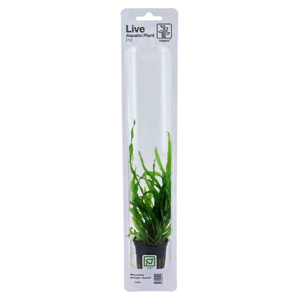Microsorum Pteropus Narrow - Live Aquarium Plant