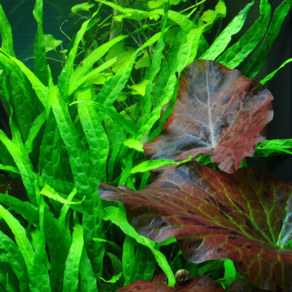 Microsorum Pteropus Narrow - Live Aquarium Plant
