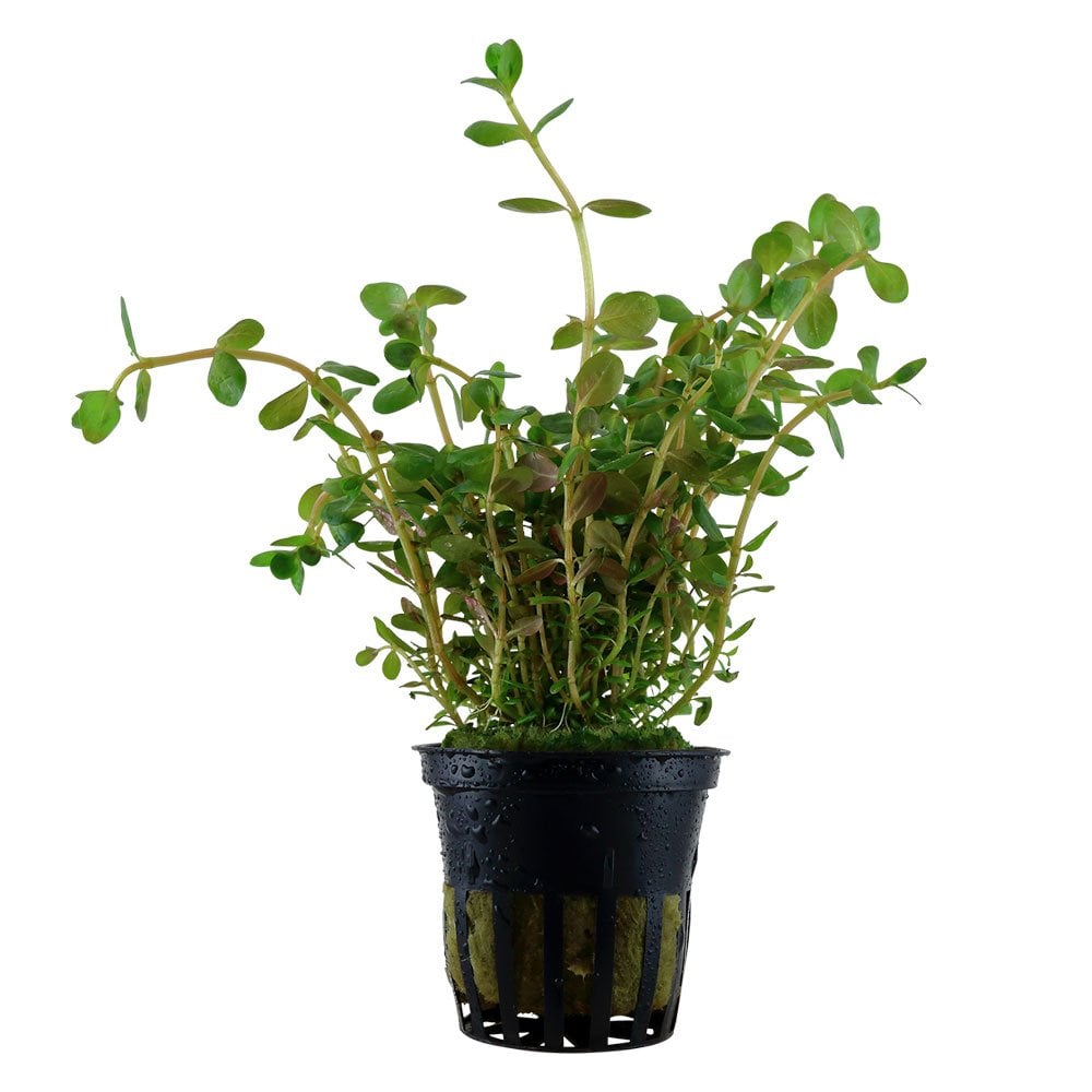 Rotala Rotundifolia - Live Aquarium Plant