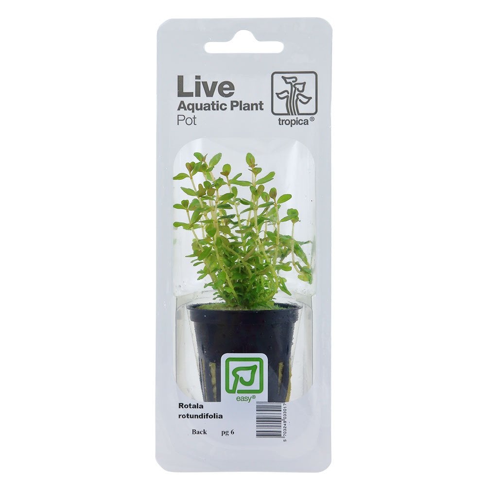 Rotala Rotundifolia - Live Aquarium Plant