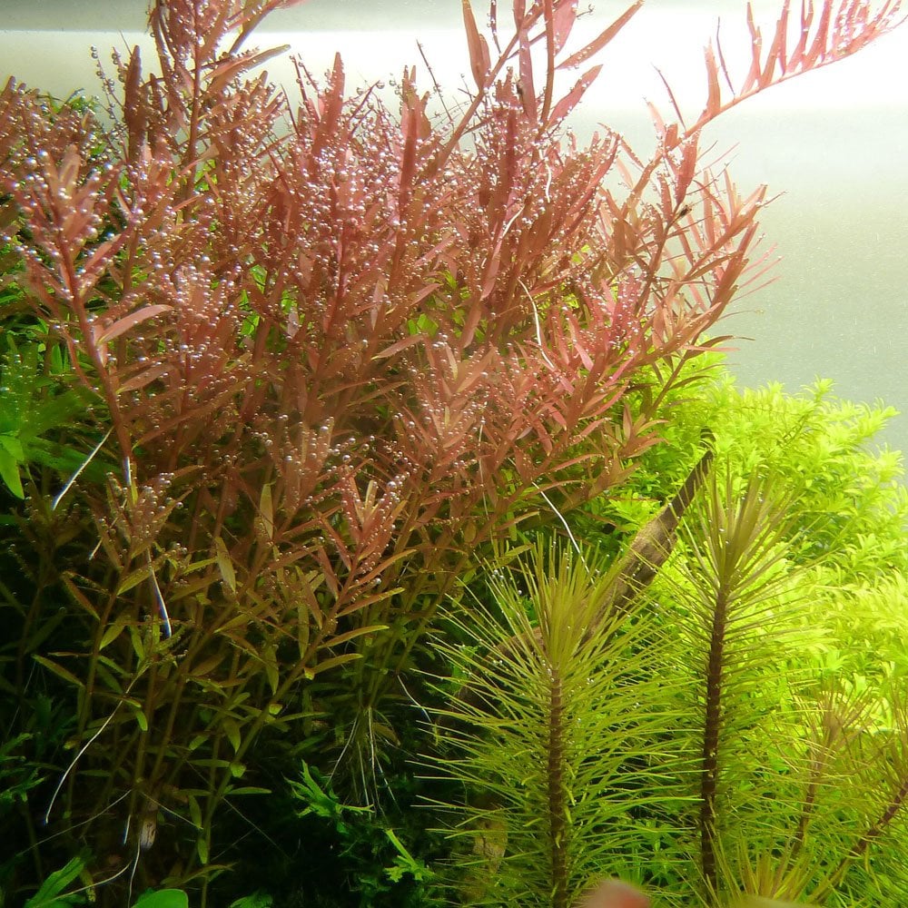 Rotala Rotundifolia - Live Aquarium Plant