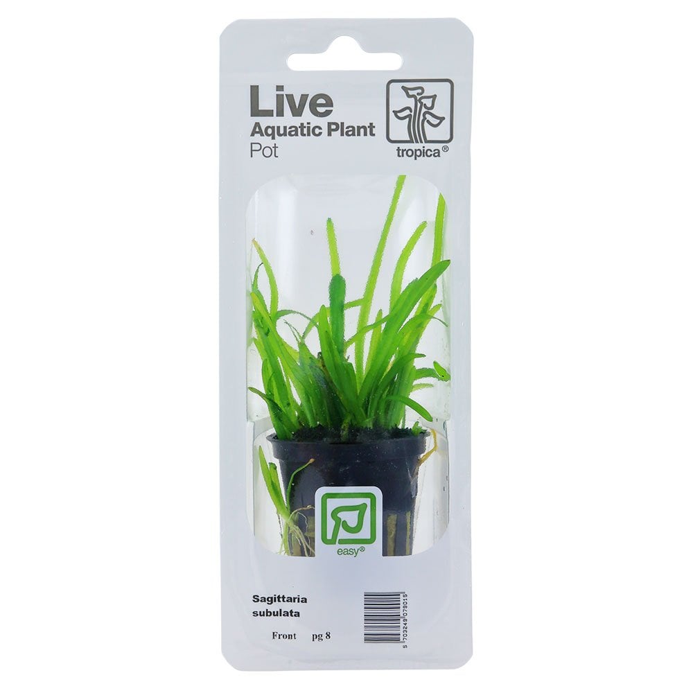 Sagittaria Subulata - Live Aquarium Plant