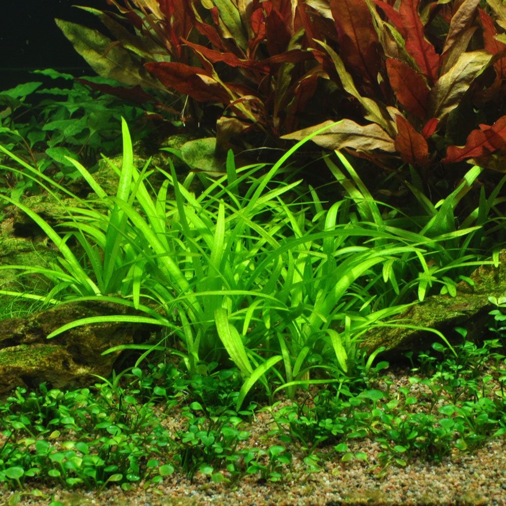 Sagittaria Subulata - Live Aquarium Plant