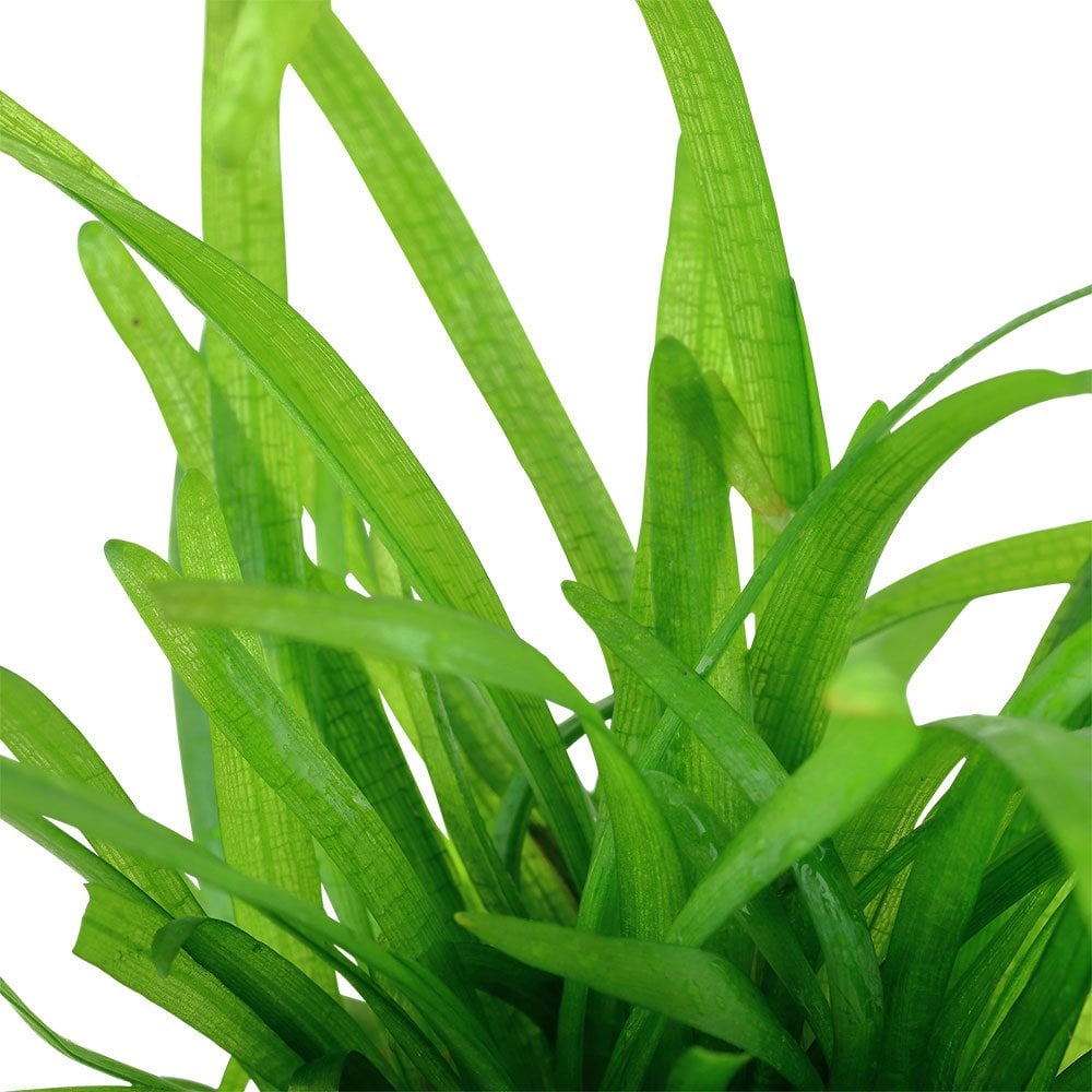 Sagittaria Subulata - Live Aquarium Plant