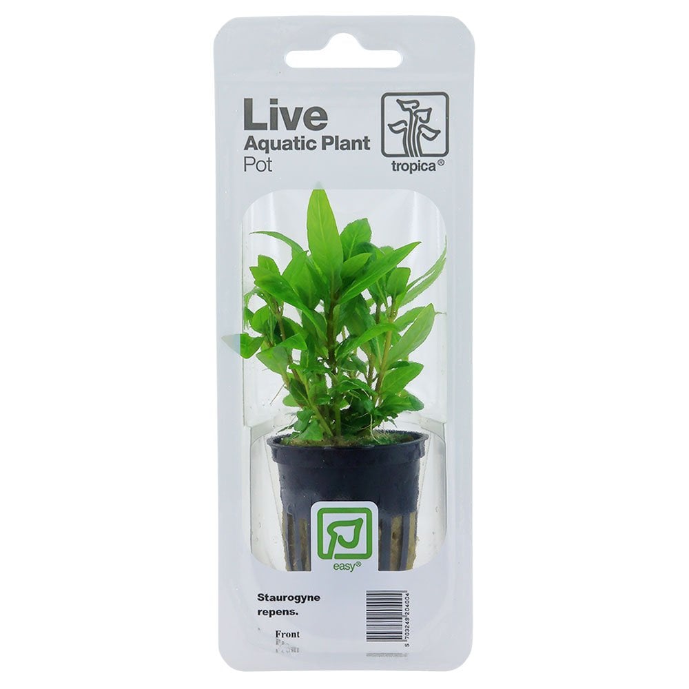 Staurogyne Repens - Live Aquarium Plant