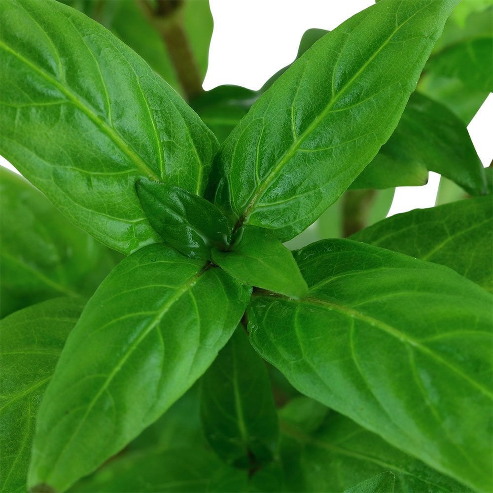 Staurogyne Repens - Live Aquarium Plant