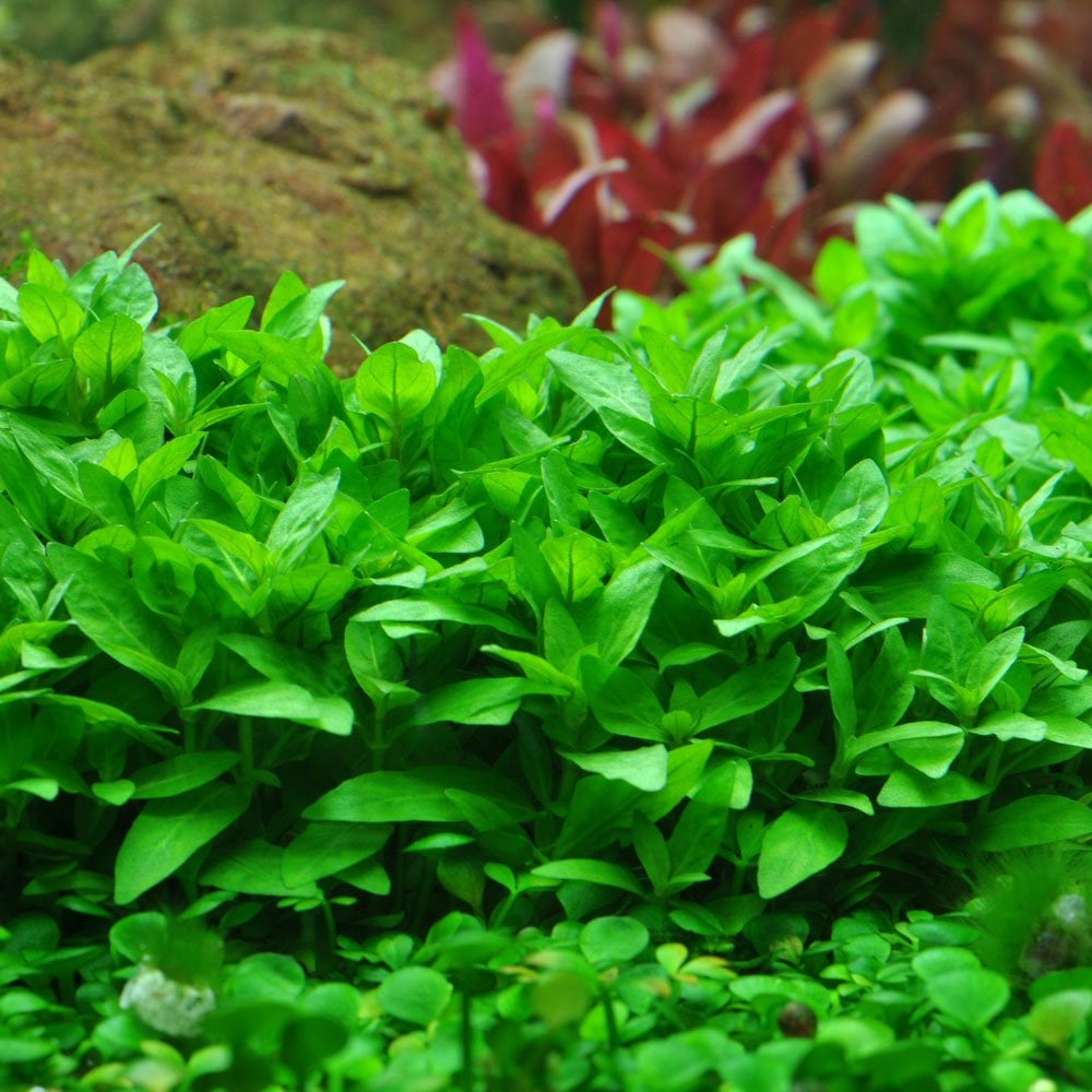 Staurogyne Repens - Live Aquarium Plant