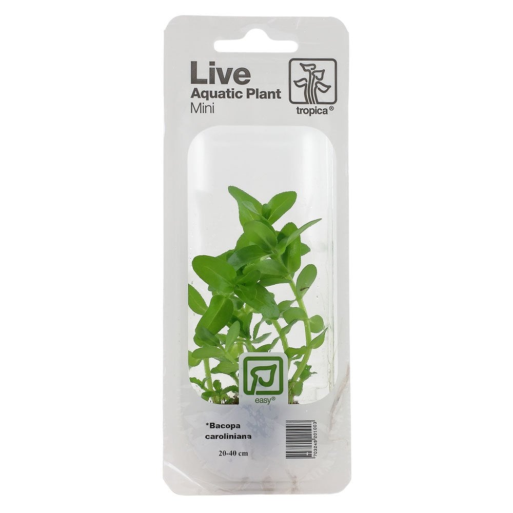 Bacopa Caroliniana - Live Aquarium Mini Plant