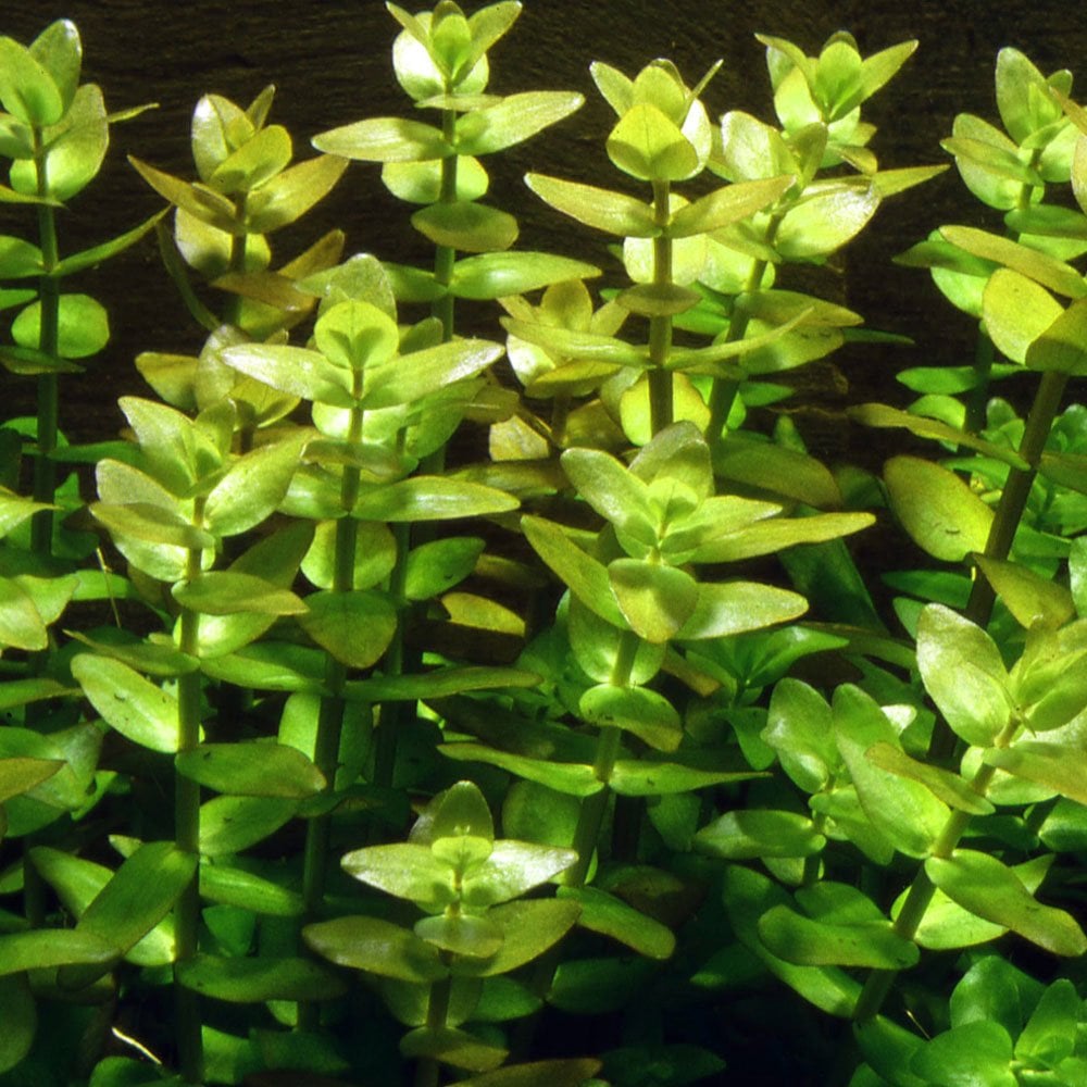 Bacopa Caroliniana - Live Aquarium Mini Plant