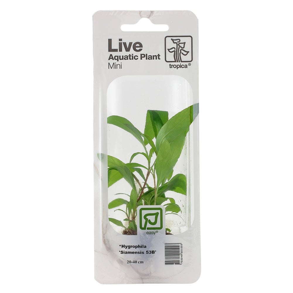 Hygrophila Corymbosa Siamensis - Live Aquarium Mini Plant