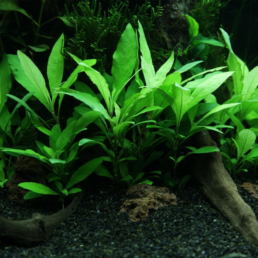 Hygrophila Corymbosa Siamensis - Live Aquarium Mini Plant