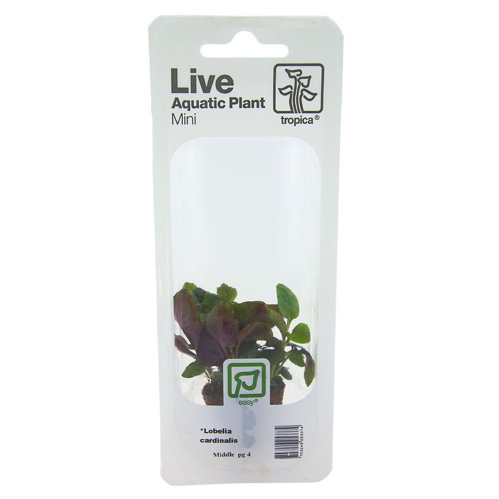 Lobelia Cardinalis - Live Aquarium Mini Plant