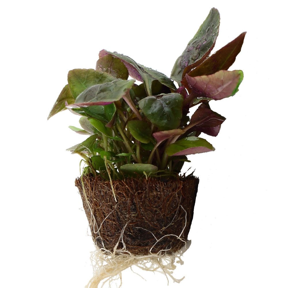 Lobelia Cardinalis - Live Aquarium Mini Plant