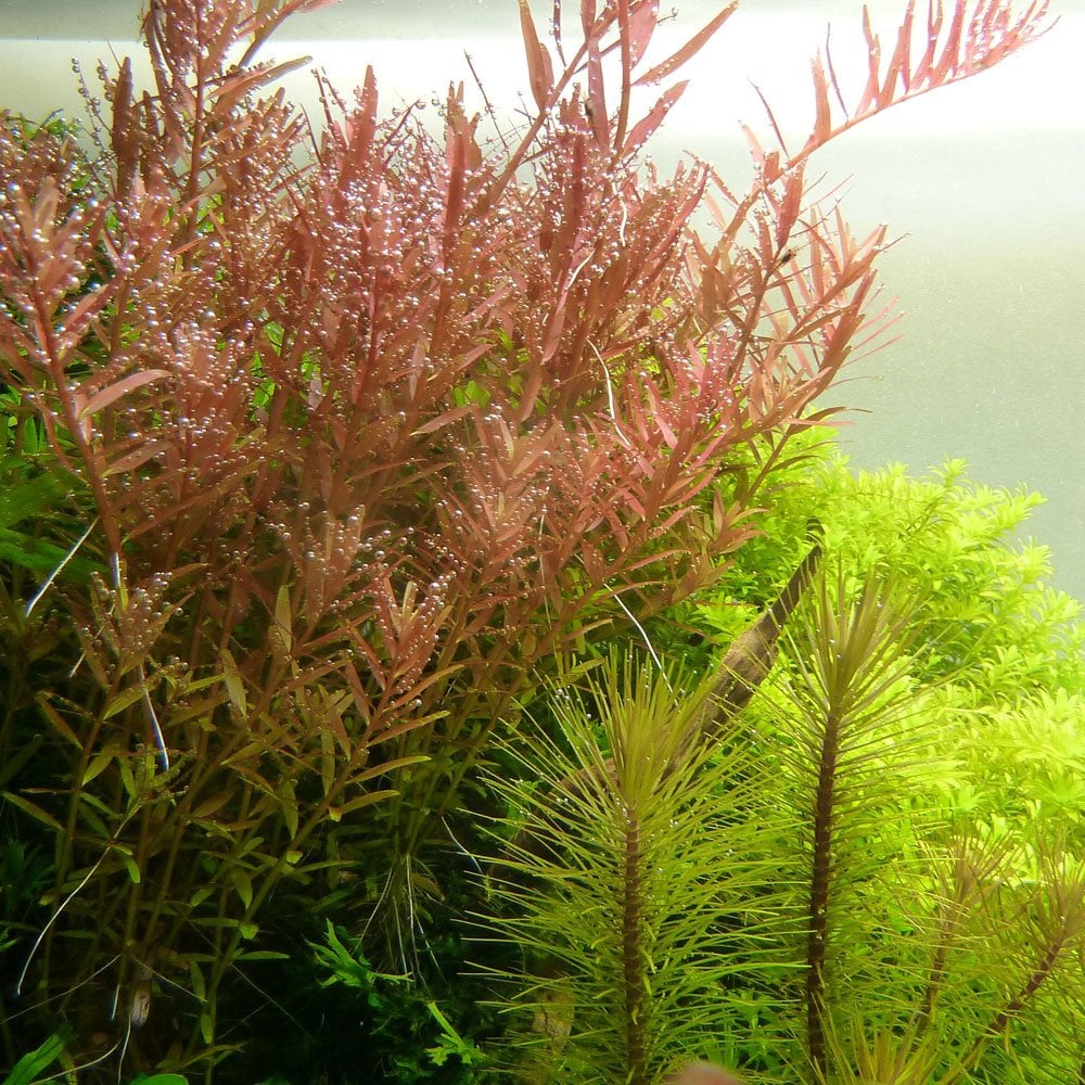Rotala Rotundifolia - Live Aquarium Mini Plant