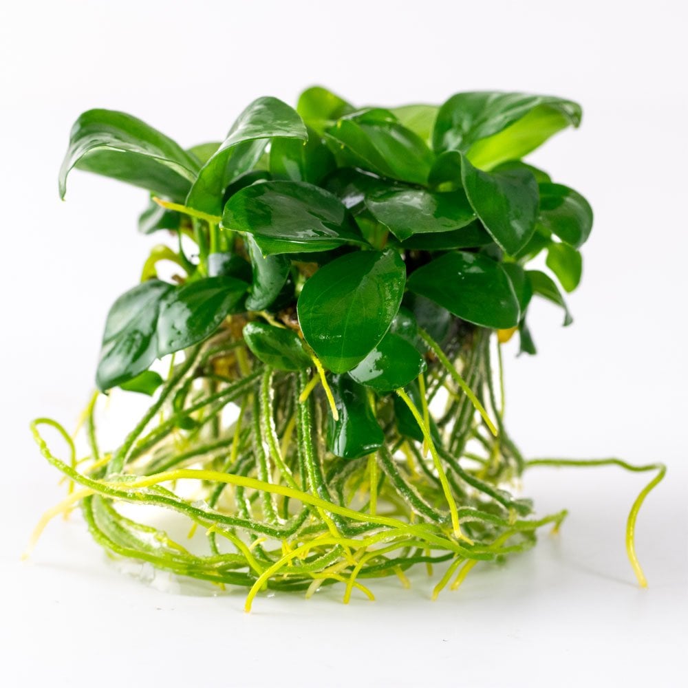 Anubias Barteri Nana 1-2-Grow