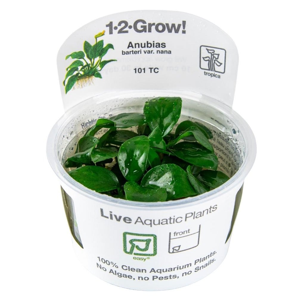 Anubias Barteri Nana 1-2-Grow
