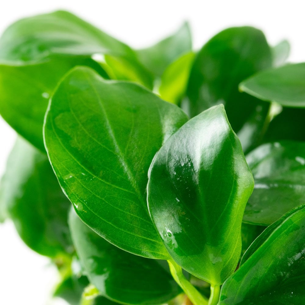 Anubias Barteri Nana 1-2-Grow