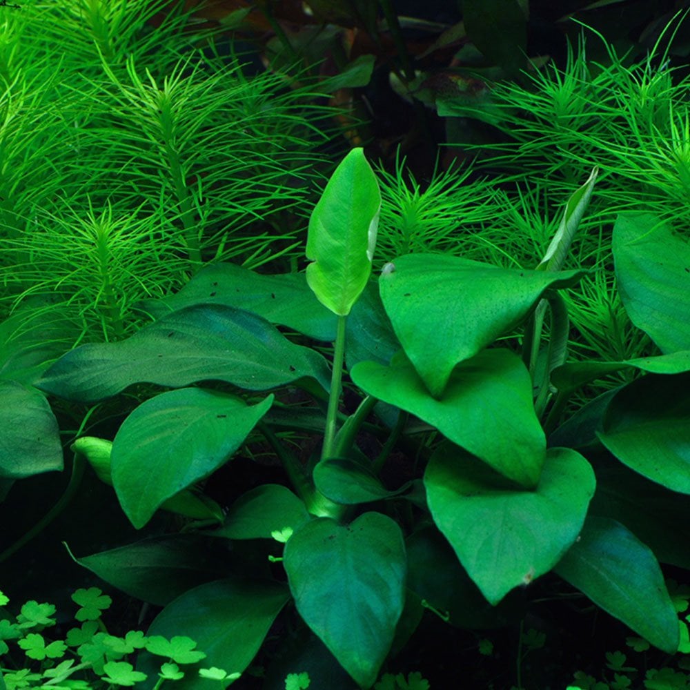 Anubias Barteri Nana 1-2-Grow