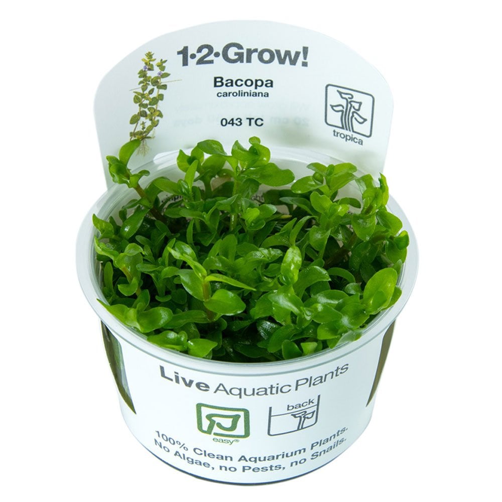 Bacopa Caroliniana 1-2-Grow
