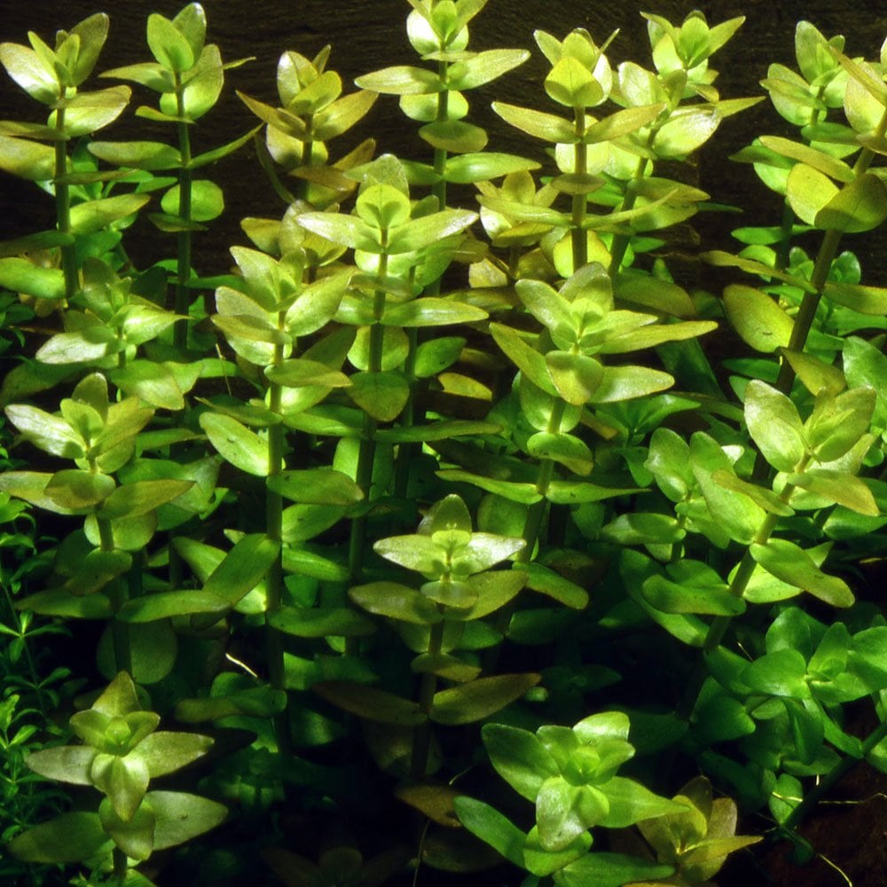Bacopa Caroliniana 1-2-Grow