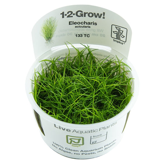 Eleocharis Acicularis 1-2-Grow