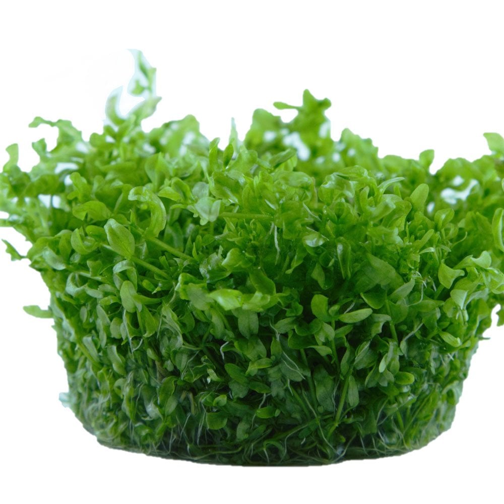 Hemianthus Micranthemoides 1-2-Grow