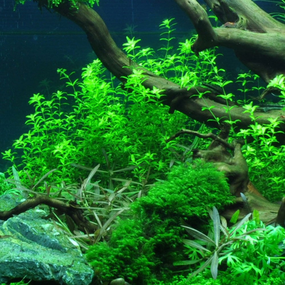 Hemianthus Micranthemoides 1-2-Grow