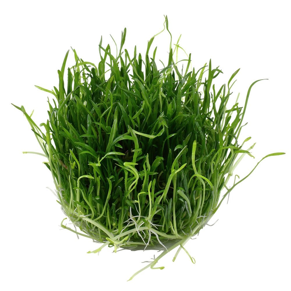 Lilaeopsis Brasiliensis 1-2-Grow