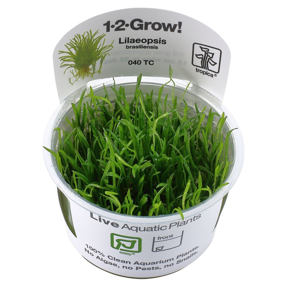 Lilaeopsis Brasiliensis 1-2-Grow