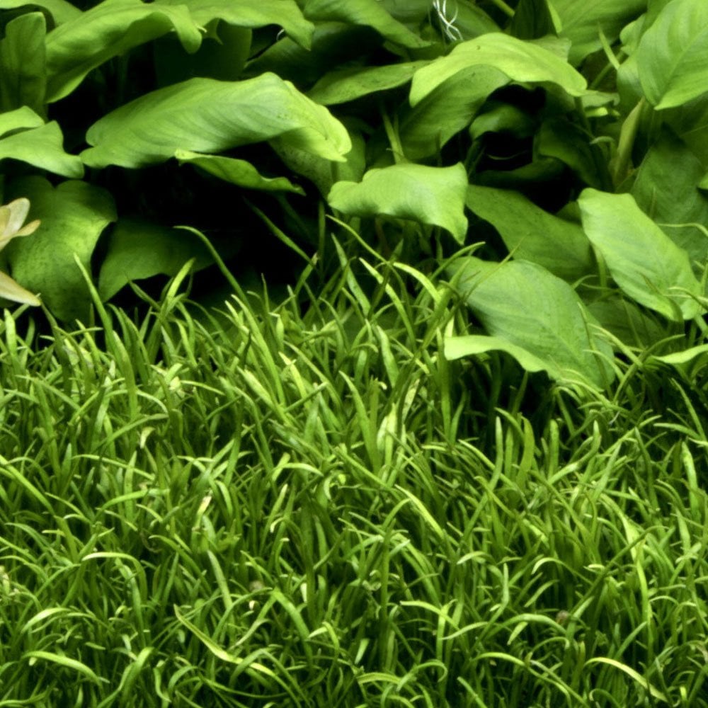Lilaeopsis Brasiliensis 1-2-Grow