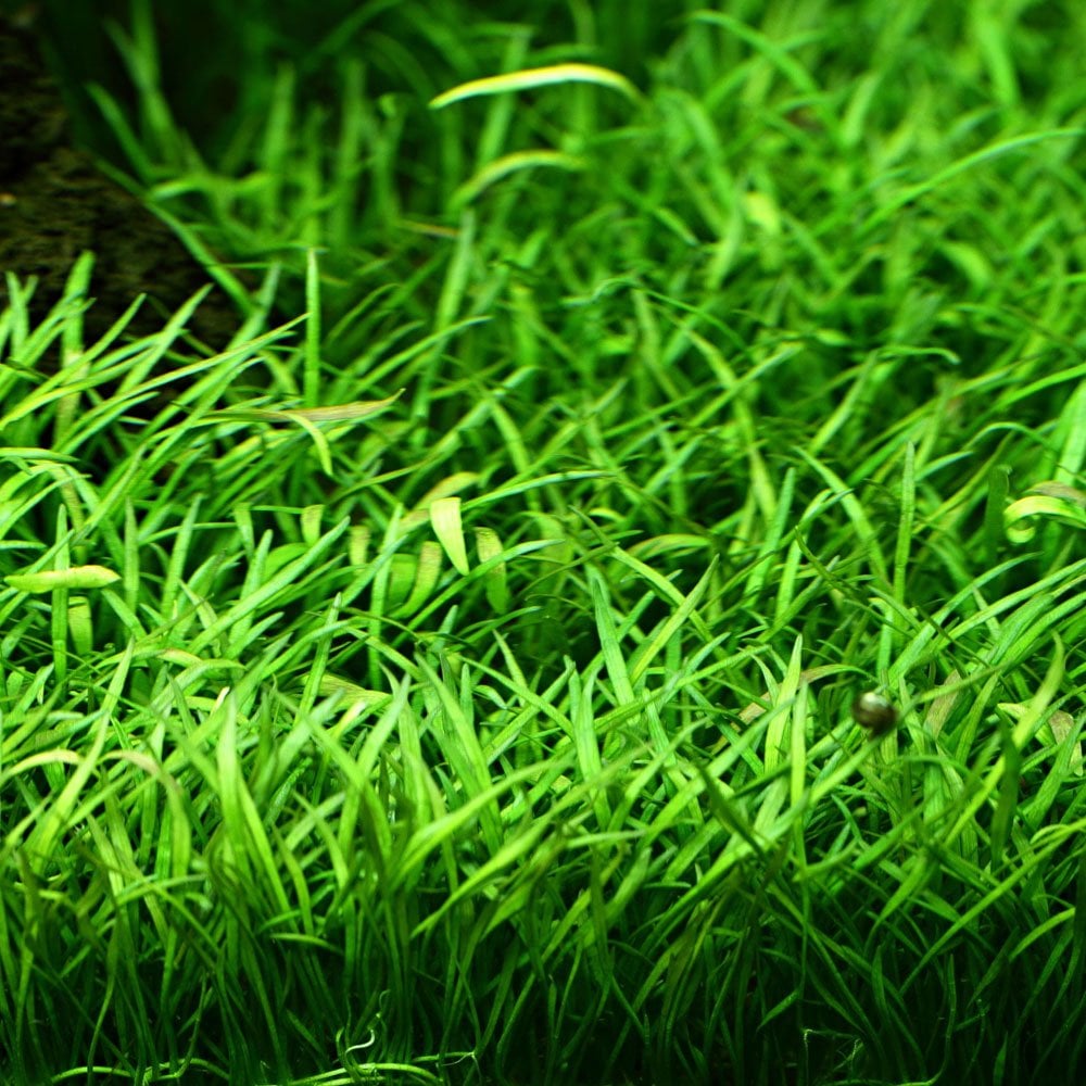 Lilaeopsis Brasiliensis 1-2-Grow