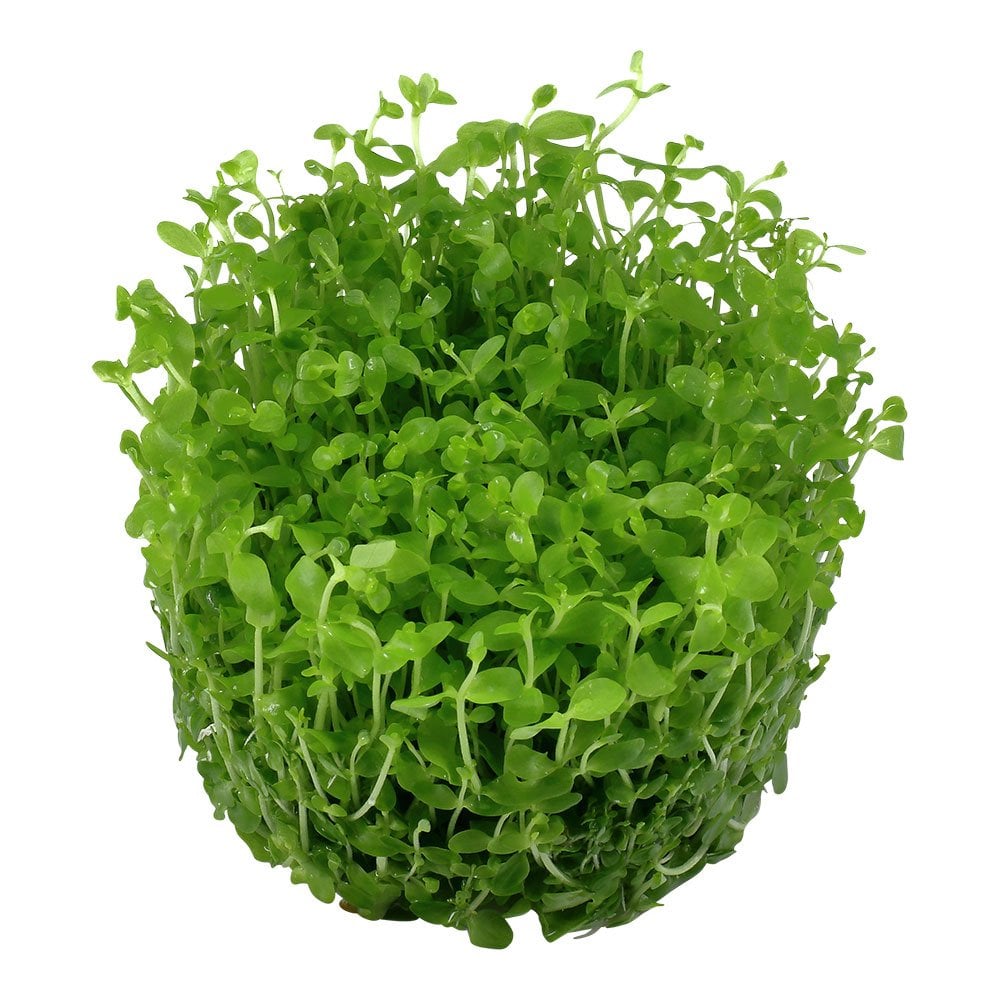 Micranthemum Tweediei Monte Carlo 1-2-Grow