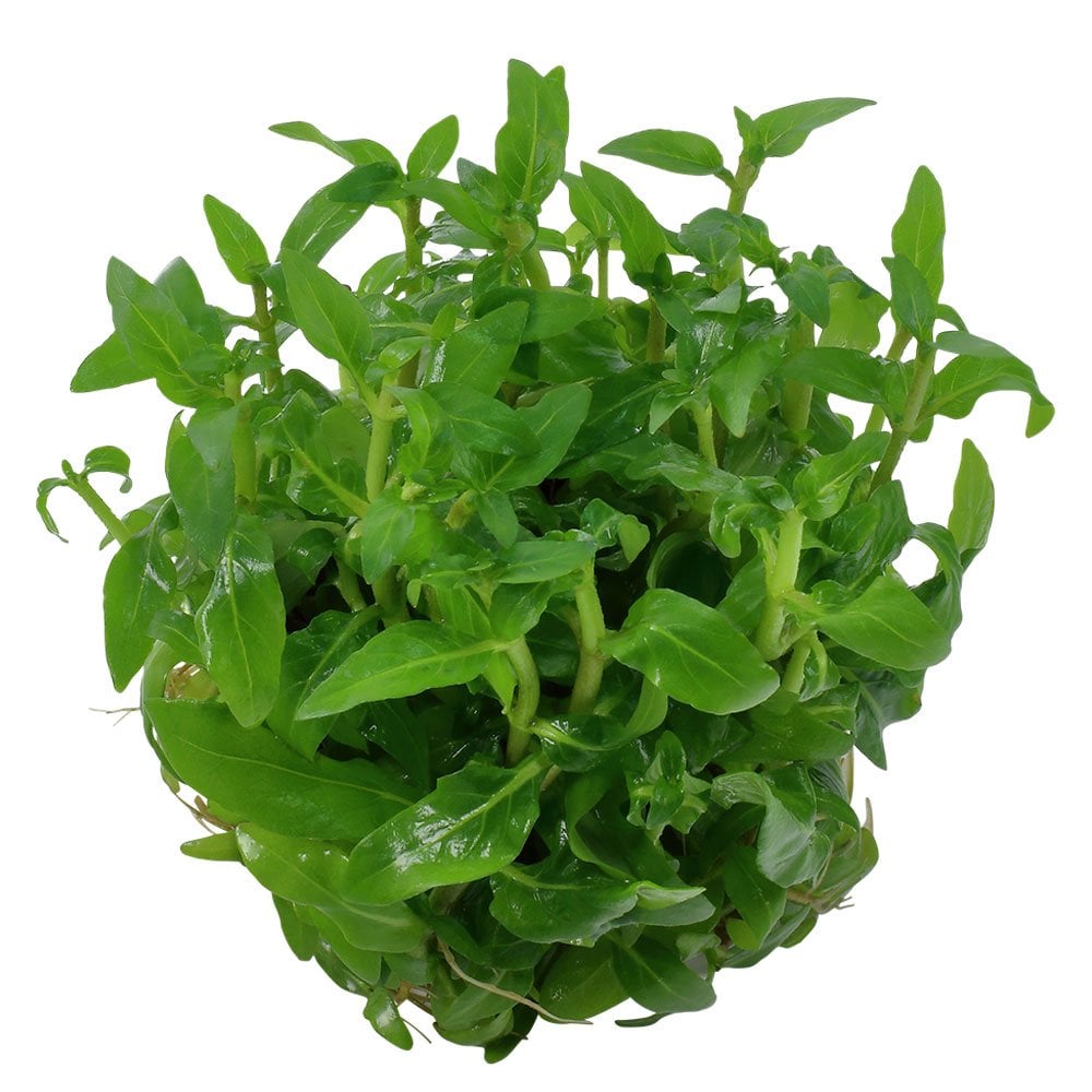 Staurogyne Repens 1-2-Grow