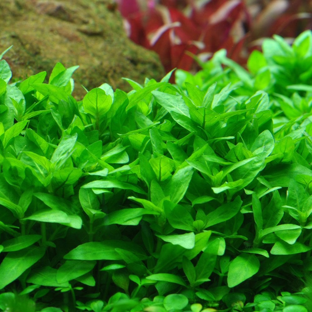 Staurogyne Repens 1-2-Grow
