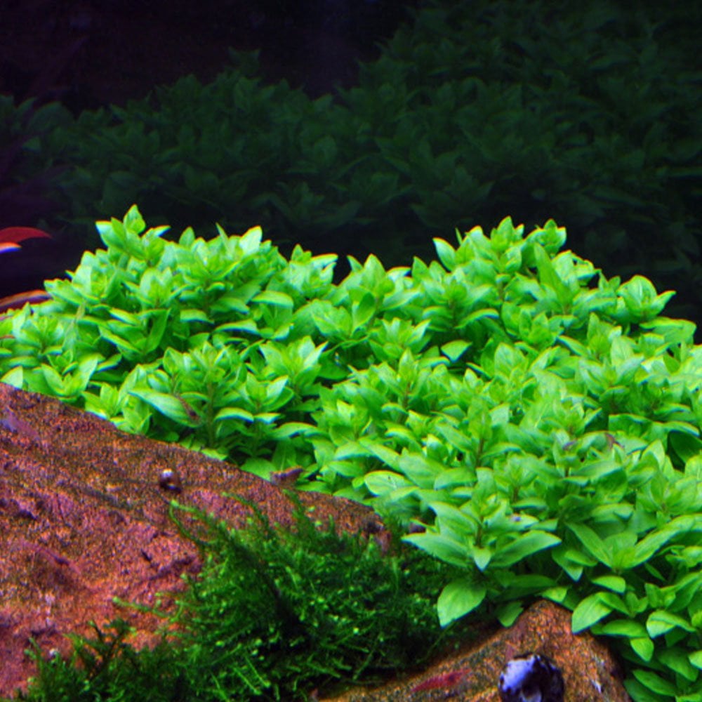 Staurogyne Repens 1-2-Grow