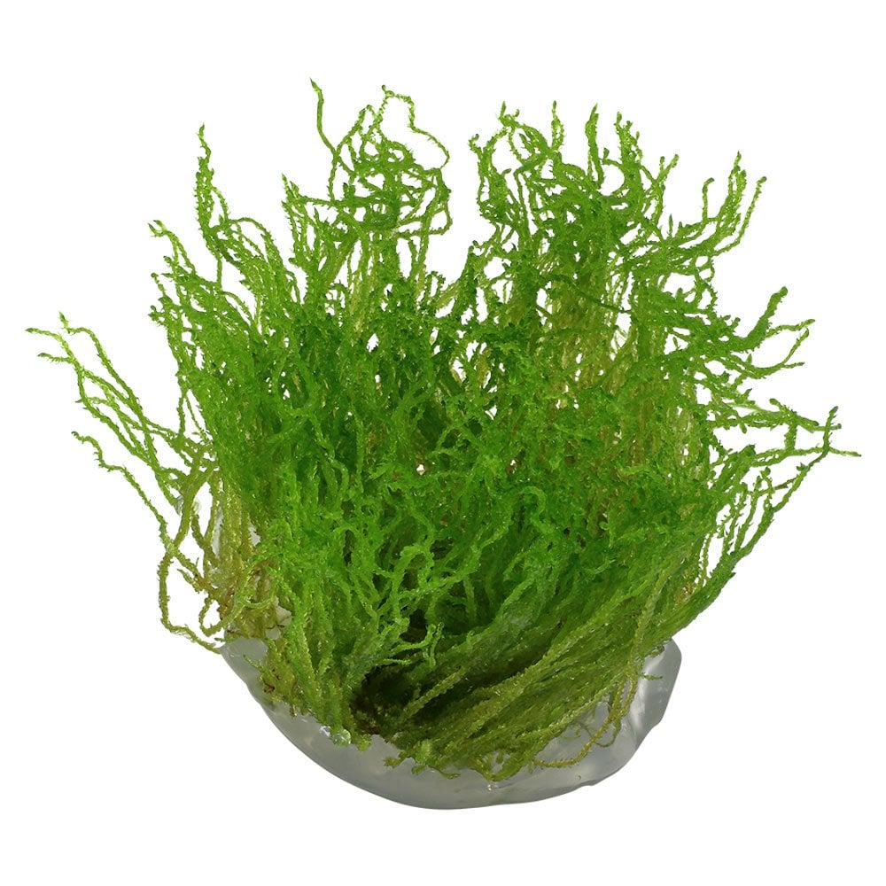 Taxiphyllum Sp. Flame Moss 1-2-Grow