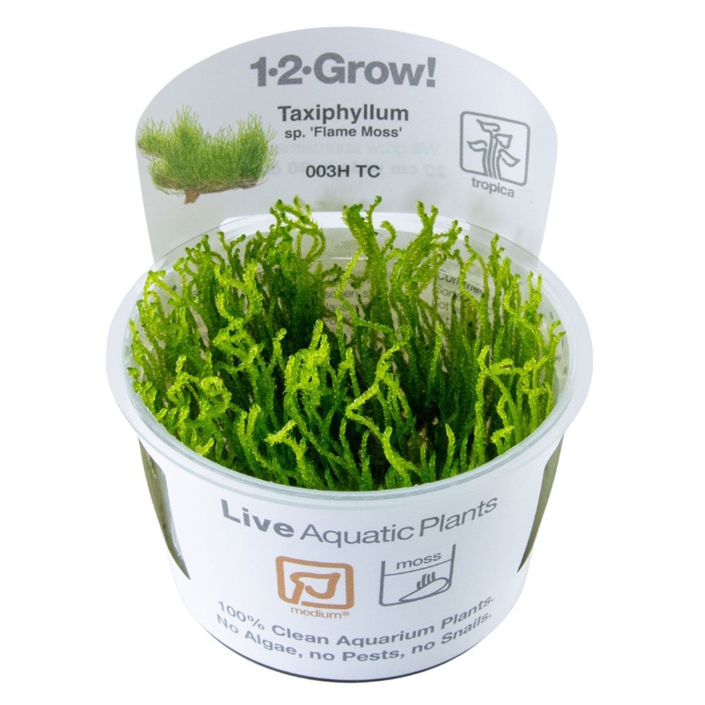 Taxiphyllum Sp. Flame Moss 1-2-Grow
