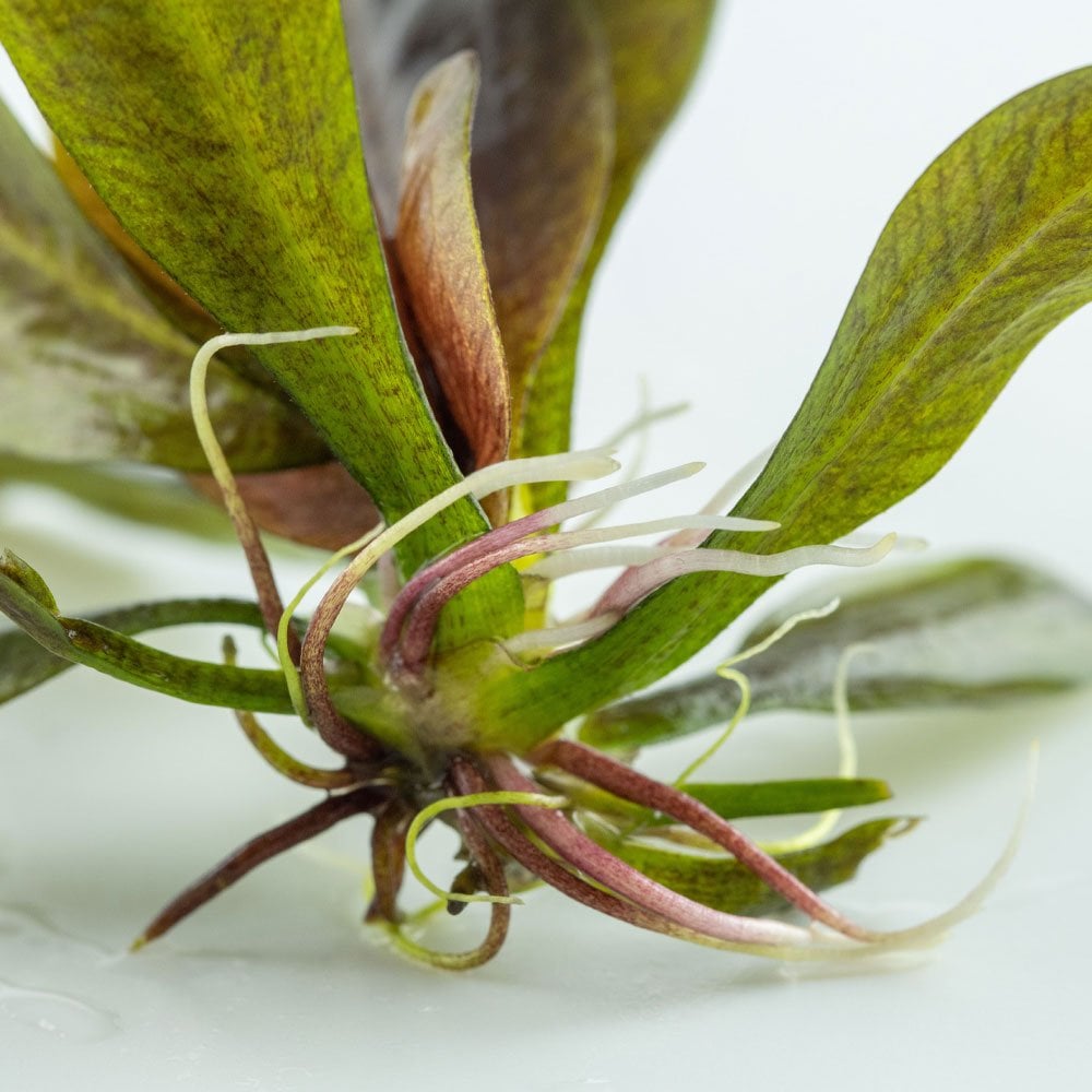 Echinodorus Reni 1-2-Grow