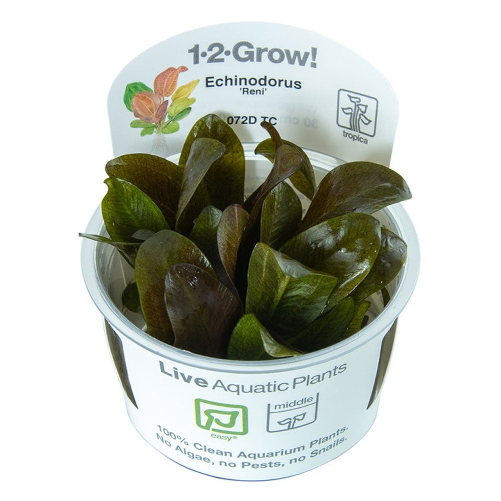 Echinodorus Reni 1-2-Grow
