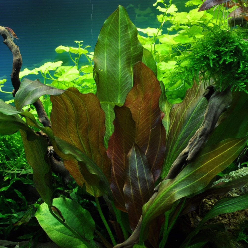 Echinodorus Reni 1-2-Grow