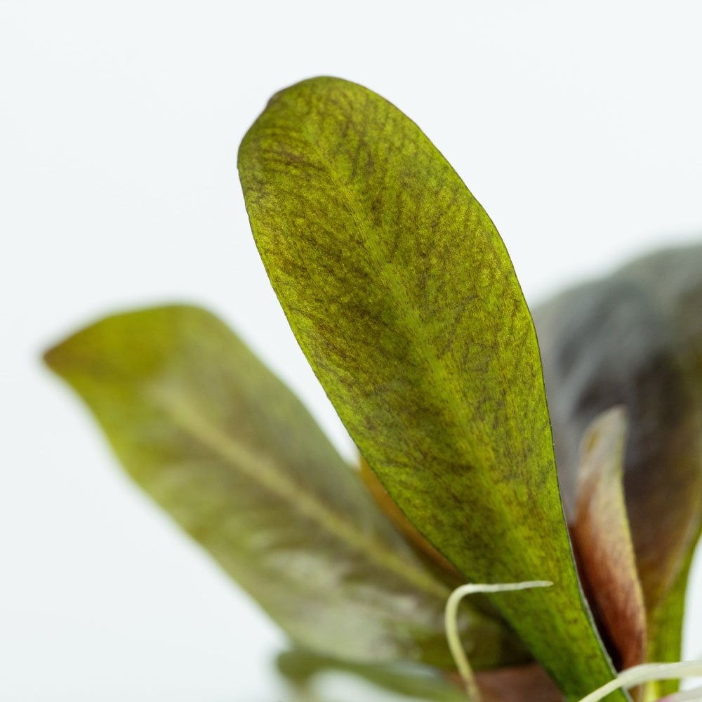 Echinodorus Reni 1-2-Grow