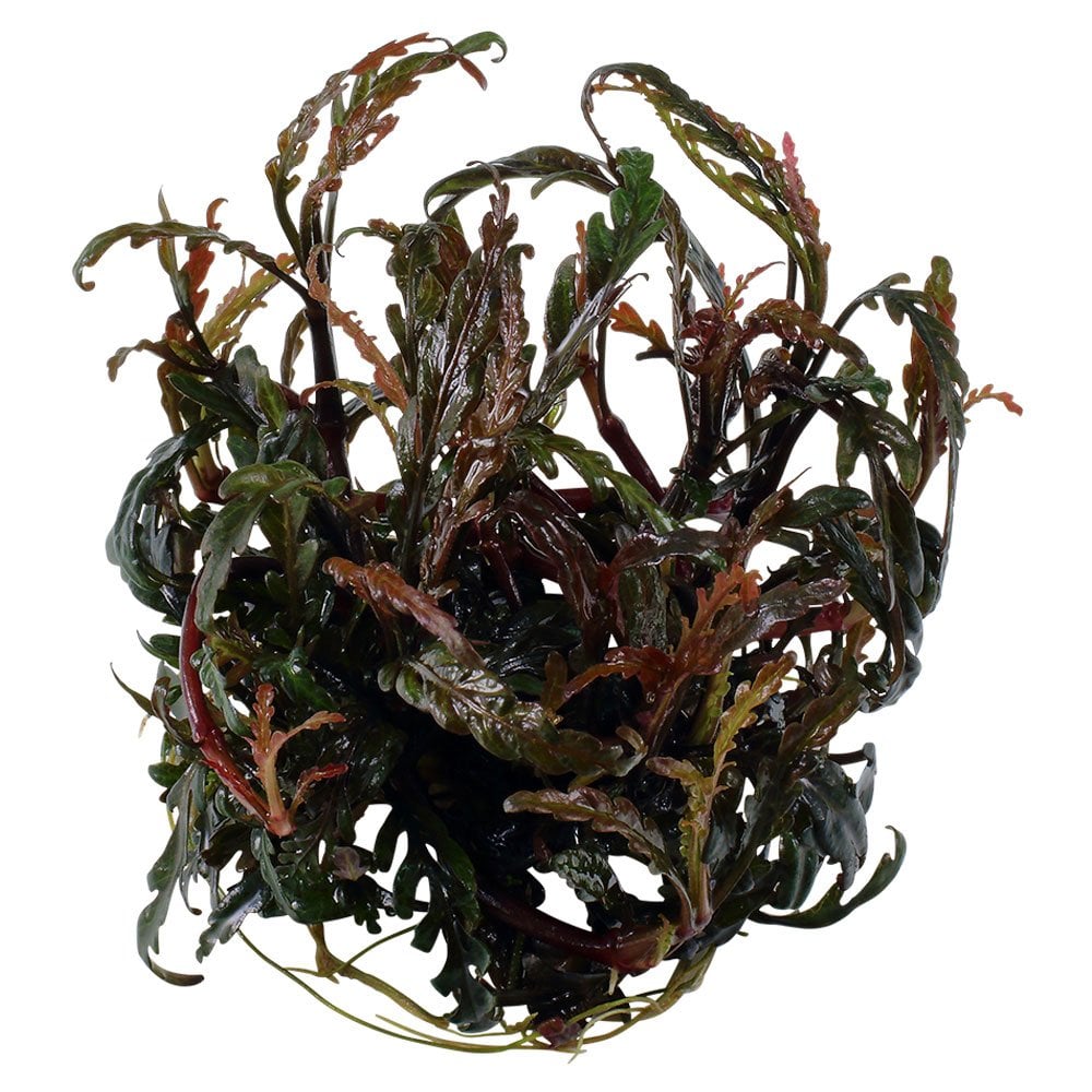 Hygrophila Pinnatifida 1-2-Grow